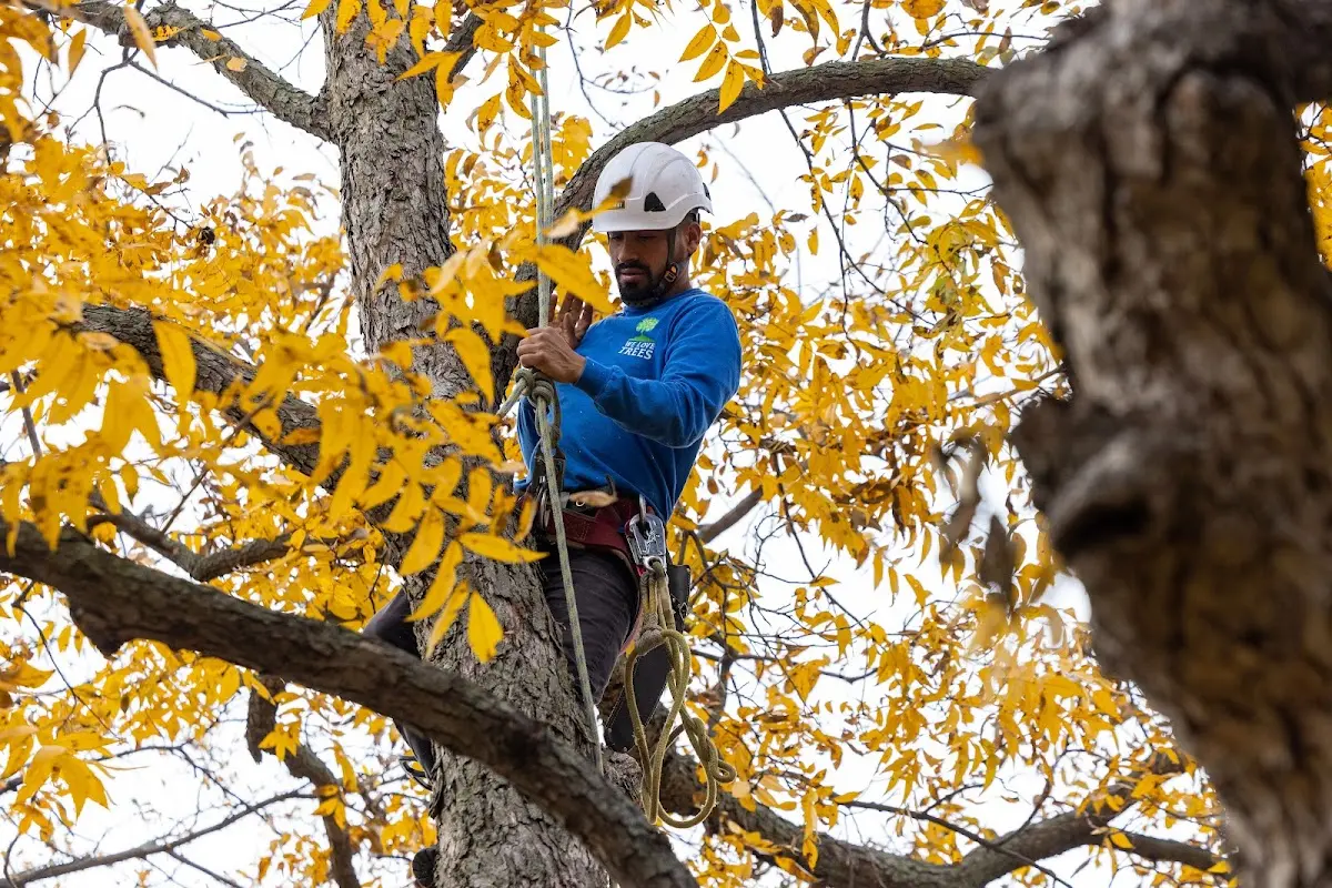 Skilled Tree Trimming crew working in Lansford